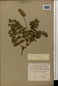 Onobrychis radiata (Desf.)M.Bieb., Caucasus, Azerbaijan (K6) (Azerbaijan)