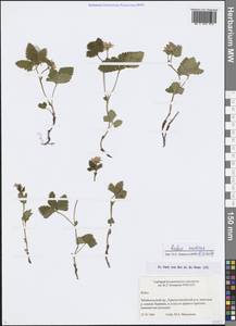 Rubus arcticus L., Siberia, Baikal & Transbaikal region (S4) (Russia)