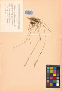 Koeleria subalpestris (Hartm.) Barberá, Quintanar, Soreng & P.M.Peterson, Siberia, Russian Far East (S6) (Russia)