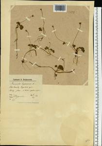 Coptidium lapponicum (L.) Á. Löve & D. Löve, Eastern Europe, Northern region (E1) (Russia)