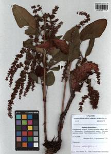 Rumex obtusifolius L., Siberia, Altai & Sayany Mountains (S2) (Russia)