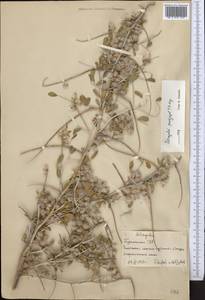 Astragalus paucijugus Schrenk, Middle Asia, Karakum (M6) (Turkmenistan)