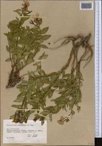 Chamaenerion latifolium (L.) Sweet, Middle Asia, Pamir & Pamiro-Alai (M2) (Tajikistan)