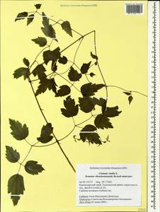 Clematis vitalba L., Caucasus, Black Sea Shore (from Novorossiysk to Adler) (K3) (Russia)