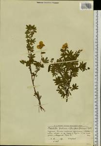 Dasiphora fruticosa (L.) Rydb., Siberia, Western Siberia (S1) (Russia)