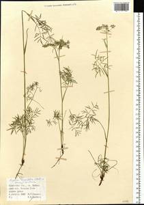 Ostericum tenuifolium (Pall. ex Spreng.) Y.C.Chu, Siberia, Baikal & Transbaikal region (S4) (Russia)
