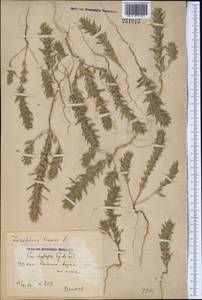 Ziziphora tenuior L., Middle Asia, Syr-Darian deserts & Kyzylkum (M7) (Uzbekistan)