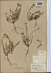 Frankenia hirsuta L., Middle Asia, Northern & Central Kazakhstan (M10) (Kazakhstan)