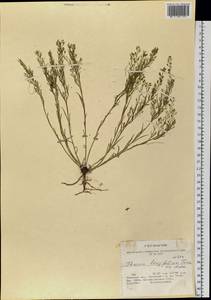 Thesium longifolium Turcz., Siberia, Baikal & Transbaikal region (S4) (Russia)