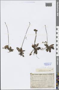 Pilosella officinarum Vaill., Eastern Europe, North-Western region (E2) (Russia)