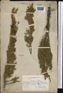 Juniperus sabina L., Middle Asia, Northern & Central Kazakhstan (M10) (Kazakhstan)