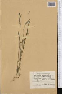 Crucianella angustifolia L., Western Europe (EUR) (Bulgaria)