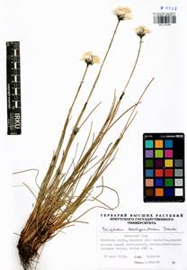 Eriophorum brachyantherum Trautv. & C.A.Mey., Siberia, Baikal & Transbaikal region (S4) (Russia)