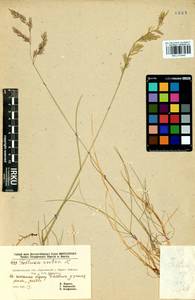 Festuca rubra L., Siberia, Baikal & Transbaikal region (S4) (Russia)