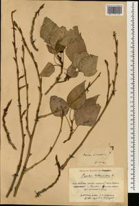 Populus balsamifera, South Asia, South Asia (Asia outside ex-Soviet states and Mongolia) (ASIA) (China)