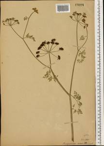Oenanthe aquatica (L.) Poir., Eastern Europe, Moscow region (E4a) (Russia)