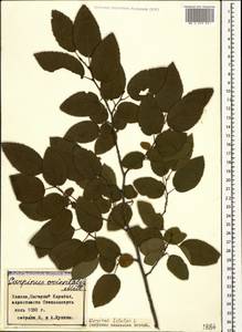 Carpinus betulus L., Caucasus, Azerbaijan (K6) (Azerbaijan)