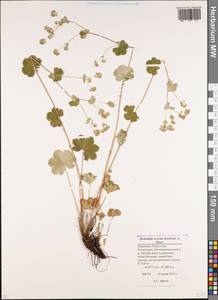 Alchemilla sericata Rchb., Caucasus, Stavropol Krai, Karachay-Cherkessia & Kabardino-Balkaria (K1b) (Russia)
