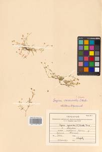 Sagina maxima subsp. crassicaulis (S. Watson) G. E. Crow, Siberia, Russian Far East (S6) (Russia)