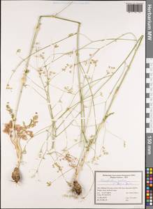 Elaeosticta nodosa (Boiss.) Boiss., South Asia, South Asia (Asia outside ex-Soviet states and Mongolia) (ASIA) (Iran)