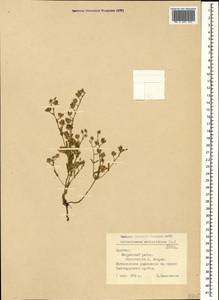 Helianthemum salicifolium (L.) Miller, Caucasus, Armenia (K5) (Armenia)