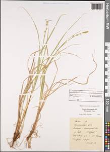 Carex canescens subsp. canescens, Siberia, Western Siberia (S1) (Russia)