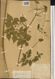 Ostericum palustre (Besser) Besser, Eastern Europe, Moscow region (E4a) (Russia)