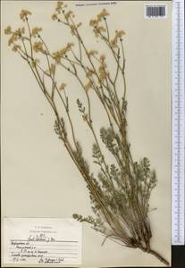 Hippomarathrum ledebourii (G.Don) J.H.Xue, Chepinoga & K.P.Ma, Middle Asia, Northern & Central Kazakhstan (M10) (Kazakhstan)