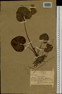 Caltha palustris var. membranacea Turcz., Siberia, Yakutia (S5) (Russia)