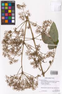 Aralia cordata Thunb., Eastern Europe, Central region (E4) (Russia)