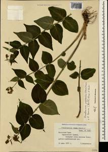 Vincetoxicum juzepczukii × hirundinaria, Crimea (KRYM) (Russia)