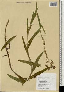 Lactuca tatarica (L.) C. A. Mey., Eastern Europe, Northern region (E1) (Russia)