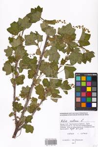 Ribes rubrum L., Eastern Europe, Moscow region (E4a) (Russia)