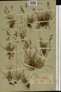 Poa pratensis L., Eastern Europe, North-Western region (E2) (Russia)