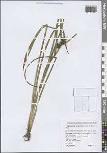 Sparganium glomeratum (Laest. ex Beurl.) Beurl., Siberia, Baikal & Transbaikal region (S4) (Russia)