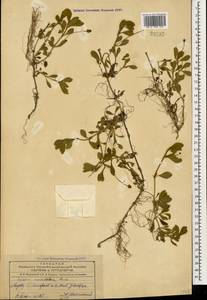 Phyla nodiflora (L.) Greene, Caucasus, Azerbaijan (K6) (Azerbaijan)