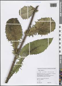 Crepis sibirica L., Siberia, Baikal & Transbaikal region (S4) (Russia)