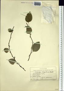 Celastrus flagellaris Rupr., Siberia, Russian Far East (S6) (Russia)