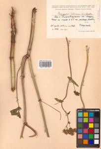 Fagopyrum tataricum (L.) Gaertn., Siberia, Russian Far East (S6) (Russia)