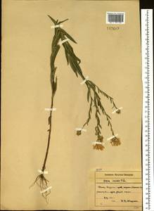 Kalimeris incisa (Fisch.) DC., Siberia, Russian Far East (S6) (Russia)