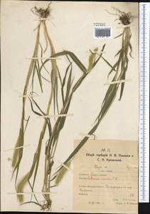 Setaria viridis (L.) P.Beauv., Middle Asia, Northern & Central Kazakhstan (M10) (Kazakhstan)