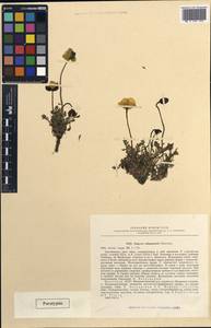 Oreomecon schamurinii (V. V. Petrovsky) Krivenko, Siberia, Yakutia (S5) (Russia)