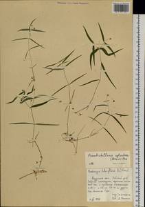 Pseudostellaria sylvatica (Maxim.) Pax, Siberia, Russian Far East (S6) (Russia)