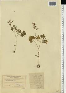 Corydalis solida (L.) Clairv., Eastern Europe, North-Western region (E2) (Russia)