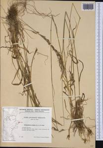 Arrhenatherum elatius (L.) P.Beauv. ex J.Presl & C.Presl., Western Europe (EUR) (Denmark)