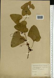 Aristolochia clematitis L., Eastern Europe, Moscow region (E4a) (Russia)