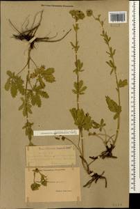 Potentilla recta subsp. laciniosa (Kit. ex Nestler) Nyman, Caucasus, Dagestan (K2) (Russia)