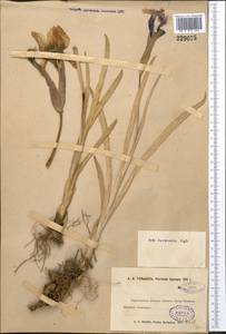 Iris darwasica Regel, Middle Asia, Pamir & Pamiro-Alai (M2) (Tajikistan)