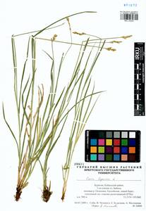 Carex leporina L., Siberia, Baikal & Transbaikal region (S4) (Russia)