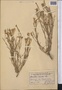 Dianthus crinitus Sm., Middle Asia, Pamir & Pamiro-Alai (M2) (Uzbekistan)